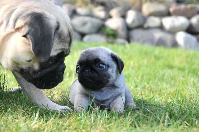 süße und schöne Mops Welpen